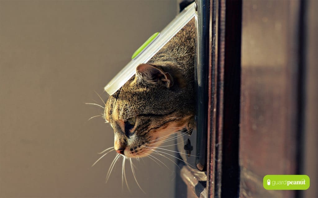 guardpeanut-cat